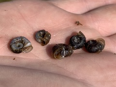 Planorbella oregonensis