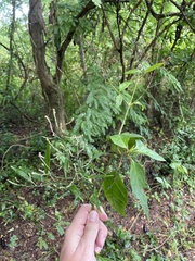 Iresine angustifolia