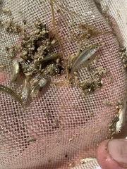 Siphateles boraxobius