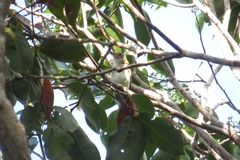 Hemitriccus inornatus