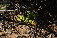 Asparagus multituberosus