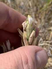 Chloropyron maritimum canescens