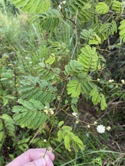 Senegalia westiana