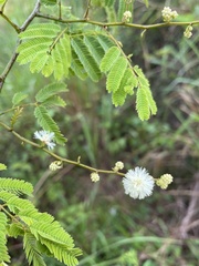 Senegalia westiana