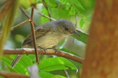 Thamnophilus murinus