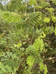 Senegalia westiana