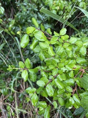 Erythroxylum brevipes