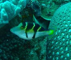 Paraluteres prionurus