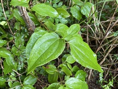 Miconia thomasiana