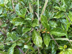 Eumachia microdon