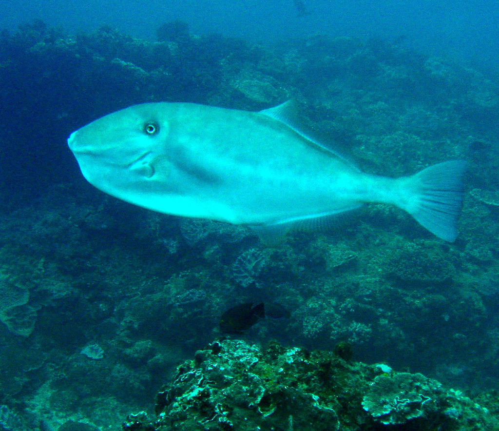 角鱗魨(Melichthys vidua) - Picture Fish, image size:1024x884