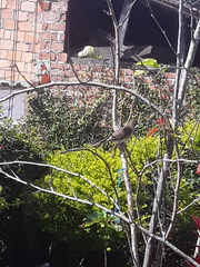 Turdus ignobilis