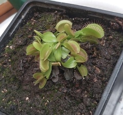 Dionaea