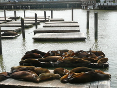 Zalophus californianus