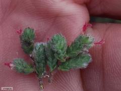 Cliffortia hantamensis