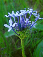 Pentanisia prunelloides prunelloides