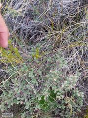 Cliffortia hantamensis