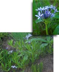 Pentanisia prunelloides prunelloides