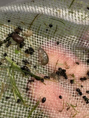 Fluminicola turbiniformis