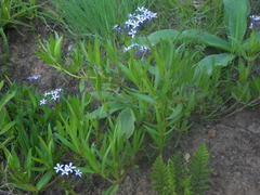 Pentanisia prunelloides prunelloides