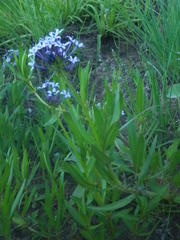 Pentanisia prunelloides prunelloides