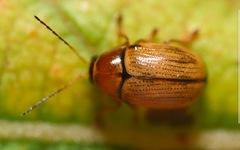 Cryptocephalus fulvus