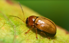 Cryptocephalus fulvus