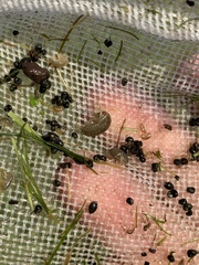 Fluminicola turbiniformis