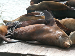 Zalophus californianus
