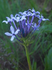 Pentanisia prunelloides prunelloides