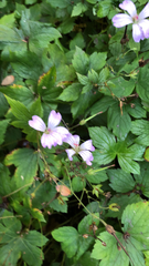 Geranium nodosum