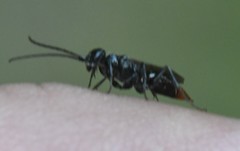 Dolichurus greenei