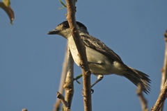 Pachyramphus rufus