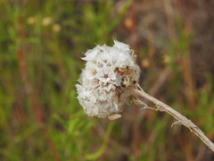 Armeria macrophylla
