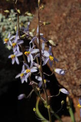 Cyanella
