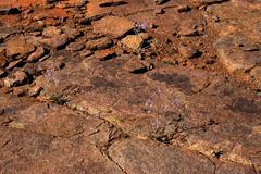 Cyanella