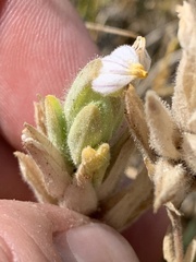 Chloropyron maritimum canescens