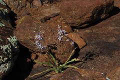 Cyanella