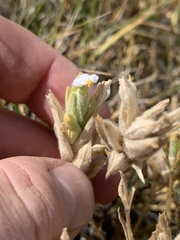 Chloropyron maritimum canescens