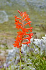 Watsonia angusta