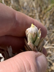 Chloropyron maritimum canescens