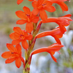 Watsonia angusta