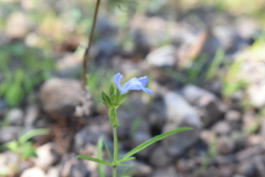 Salvia emaciata