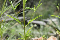 Salvia emaciata