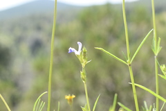 Salvia emaciata