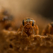 Stingless Bees - Photo (c) Bernardo Zorrilla Garza, some rights reserved (CC BY-NC)