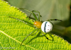 Bijoaraneus