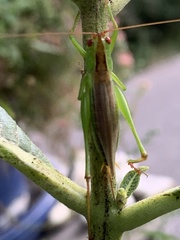 Orchelimum silvaticum