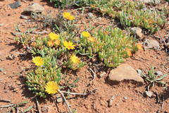 Malephora uitenhagensis
