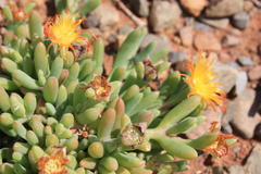 Malephora uitenhagensis